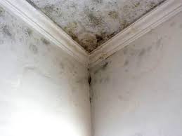 Best Black Mold Removal  in Rome, NY