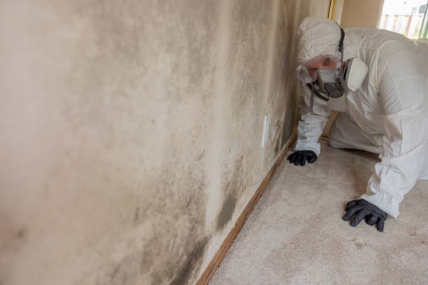 Why You Should Choose Our Mold Remediation Services in Rome, NY